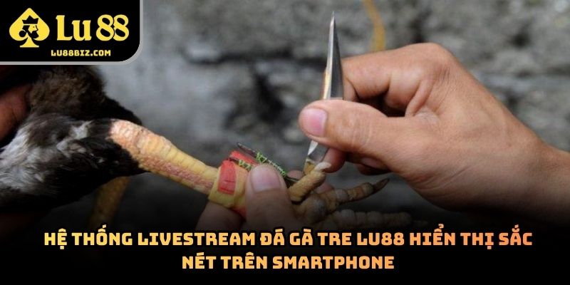 Đá Gà Tre – Hình Thức Giải Trí Trực Tuyến  Lu88