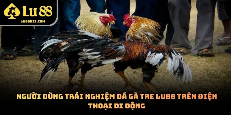 Đá Gà Tre – Hình Thức Giải Trí Trực Tuyến  Lu88